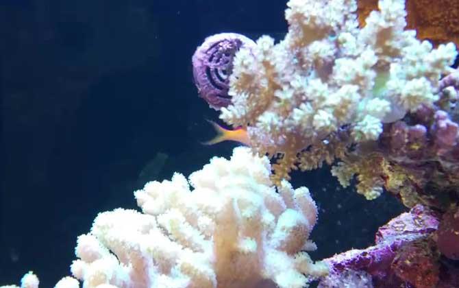 珊瑚、珊瑚虫、珊瑚礁的区别