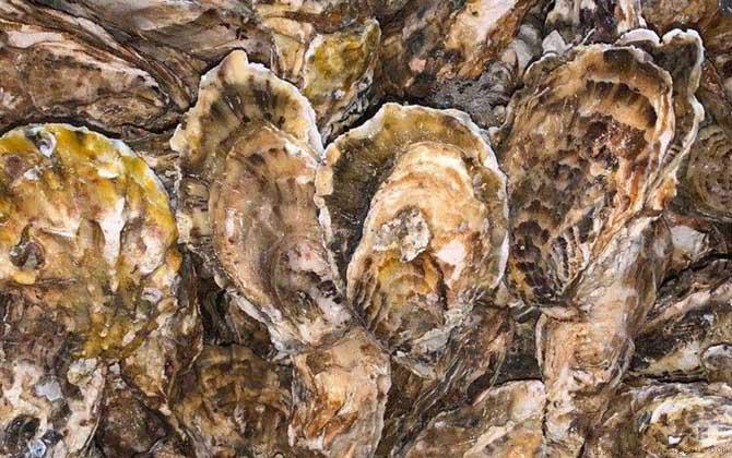 生蚝怎么处理干净