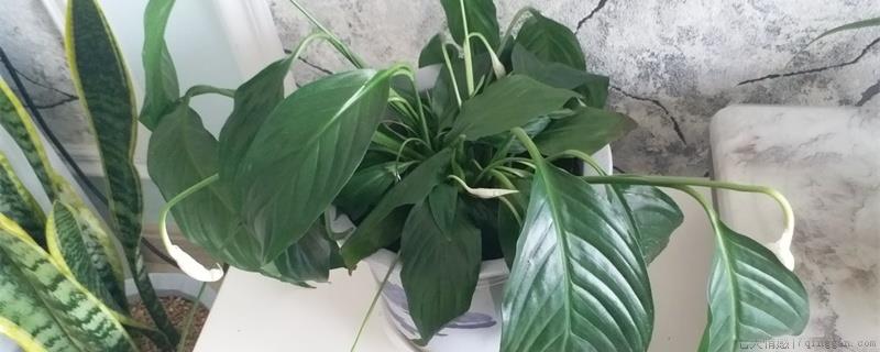 白鹤芋怎么授粉