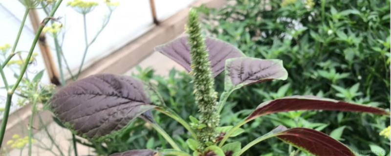 北方六月份种什么蔬菜