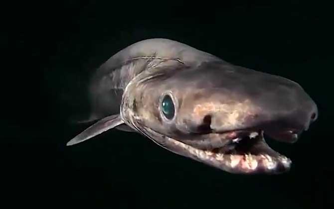 开口鲨是什么动物