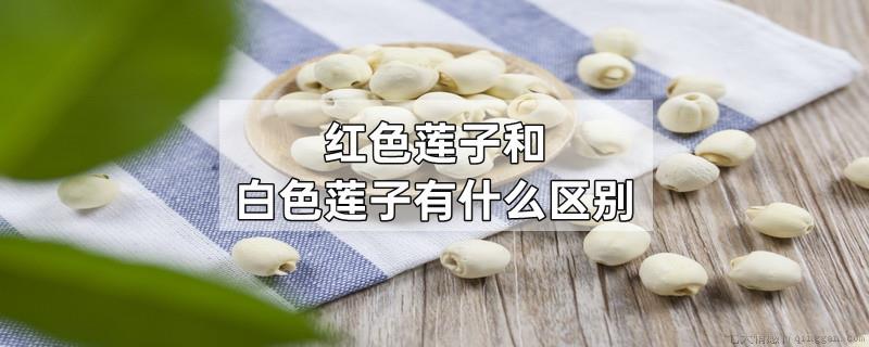 红色莲子和白色莲子有什么区别