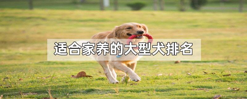 适合家养的大型犬排名