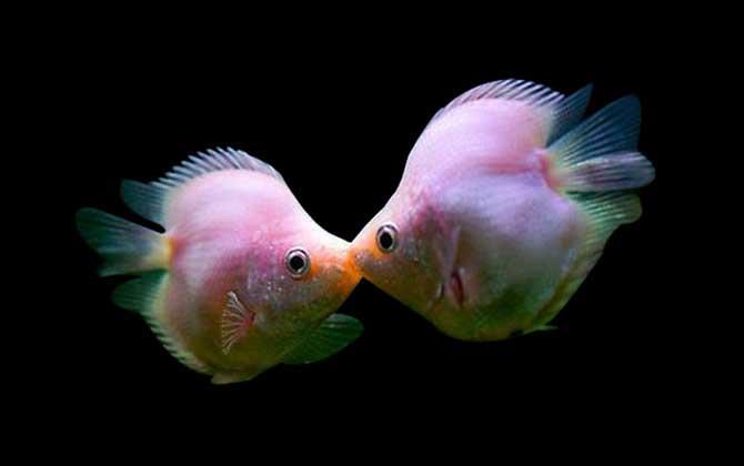 接吻鱼是什么鱼