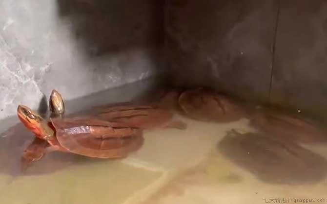 金钱龟吃什么食物