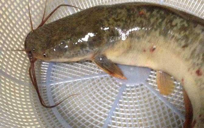 塘鲺吃什么食物