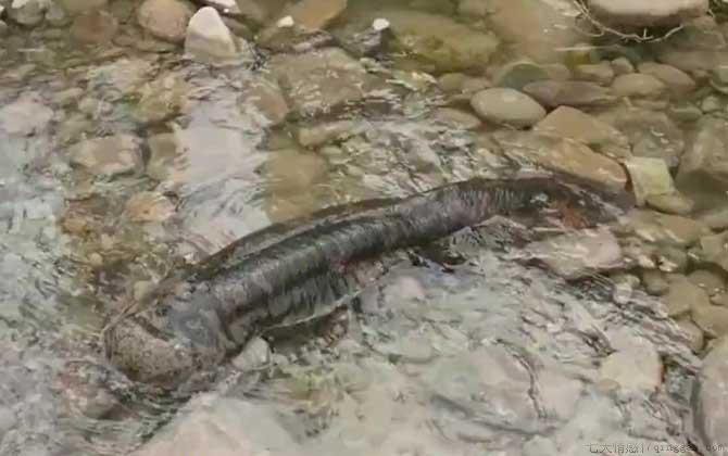 野生娃娃鱼是几级保护动物