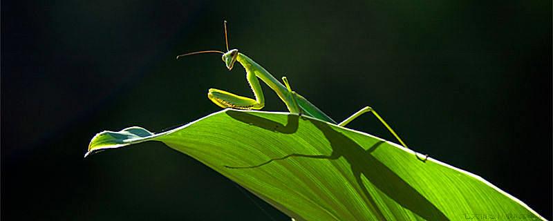 螳螂是益虫还是害虫
