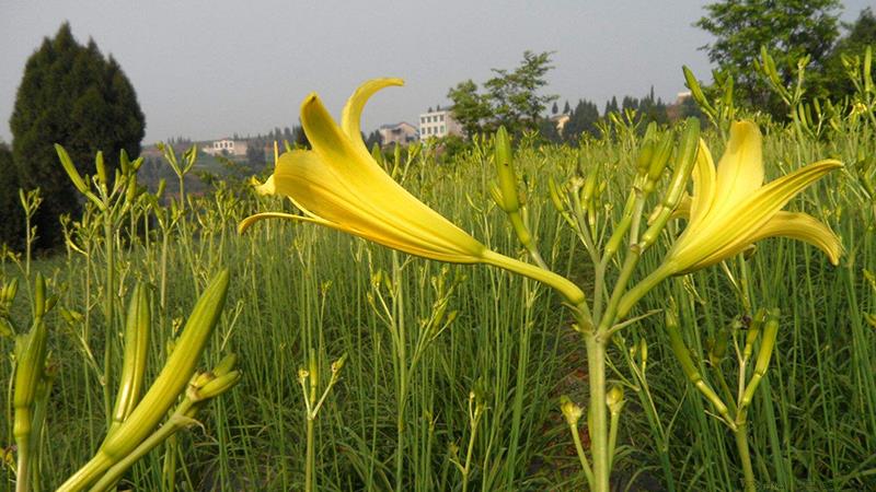 黄花菜有毒吗