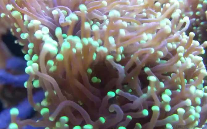 珊瑚是生物吗
