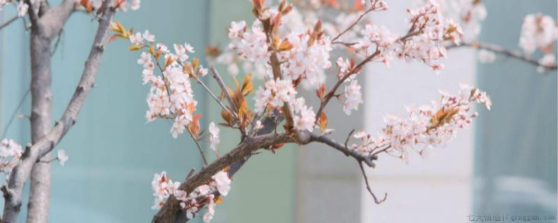 紫叶李开花有叶子吗