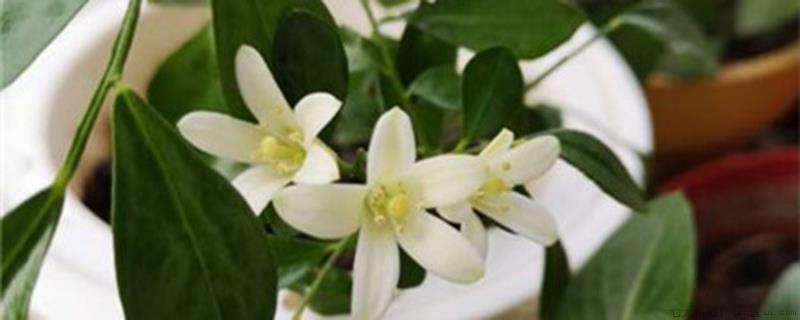 九里香适合北方种植吗