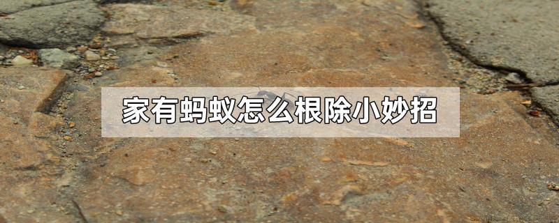 家有蚂蚁怎么根除小妙招