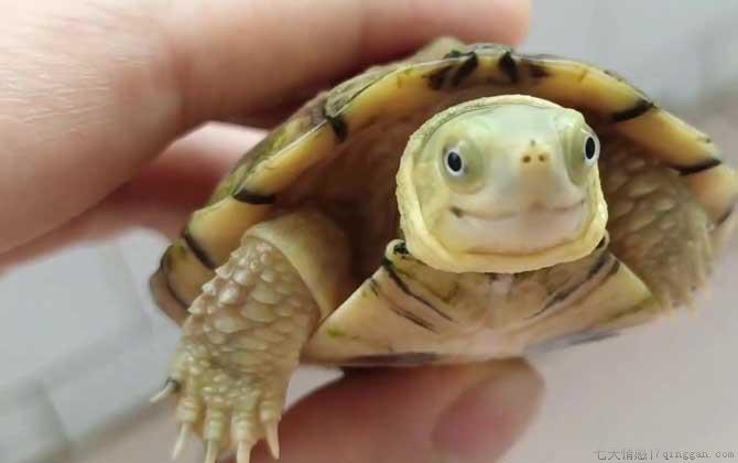 石板龟是什么龟