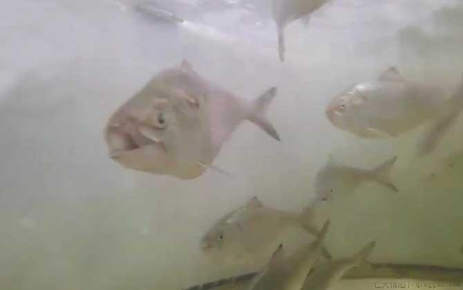 鲥鱼价格多少钱一斤