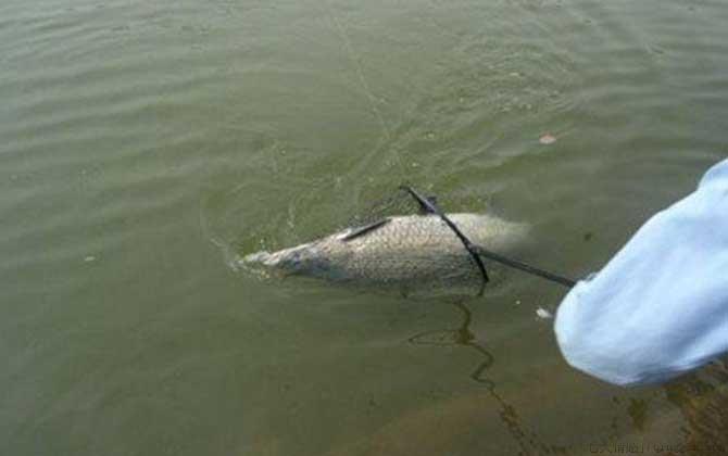 为什么吃青鱼的人很少