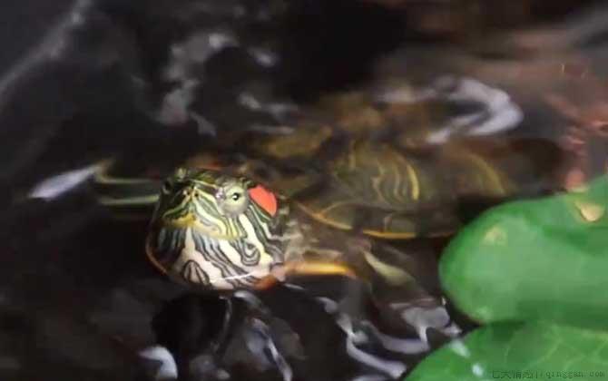 巴西龟不吃东西怎么回事