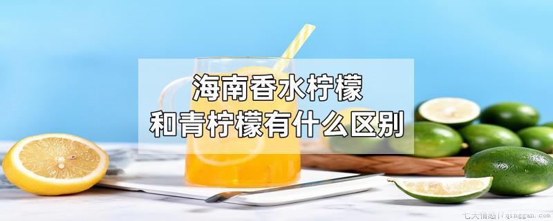 海南香水柠檬和青柠檬有什么区别