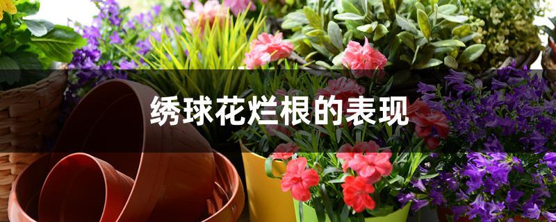 绣球花烂根的表现