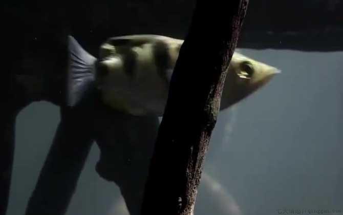 射水鱼是什么鱼