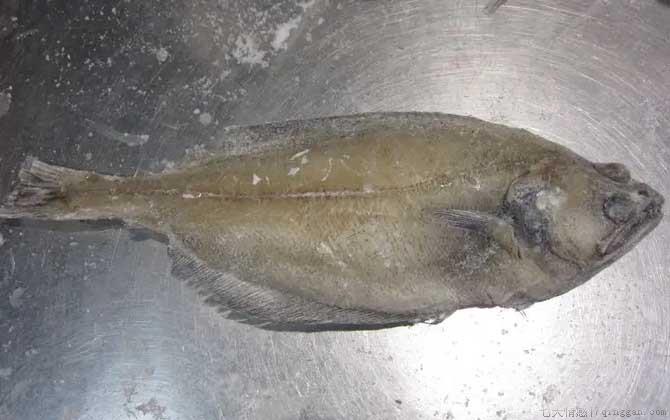 偏口鱼是什么鱼