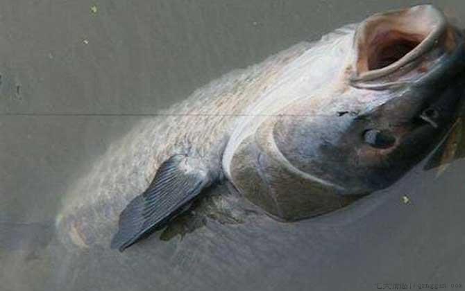 为什么吃青鱼的人很少