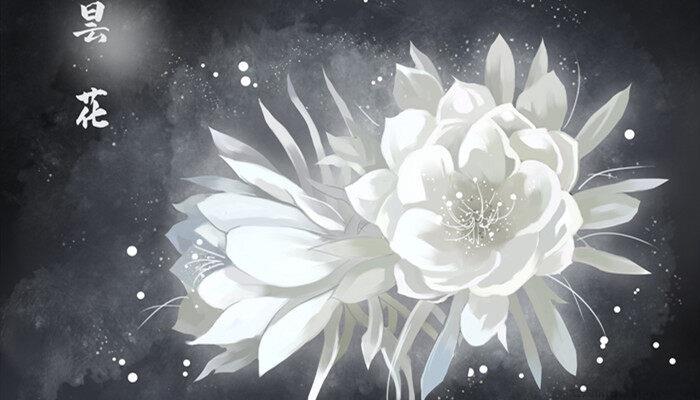 昙花花语是什么?昙花寓意