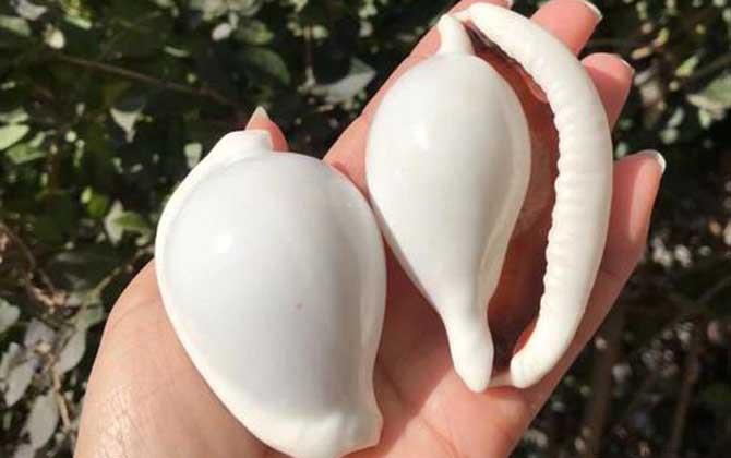 海兔螺是什么螺