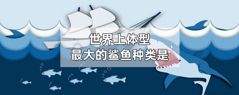 世界上体型最大的鲨鱼种类是