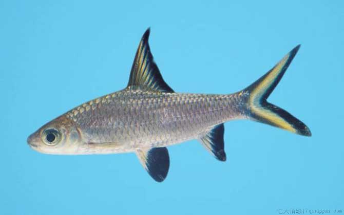 银鲨是什么鱼