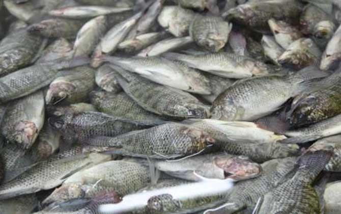 罗非鱼吃什么食物