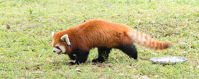 小熊猫是国家几级保护动物