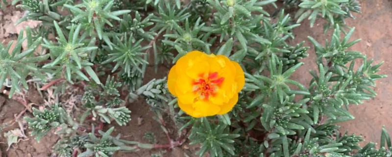 老盆土可以再种花吗