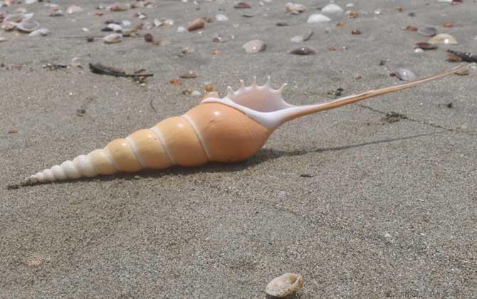 长鼻螺是什么螺