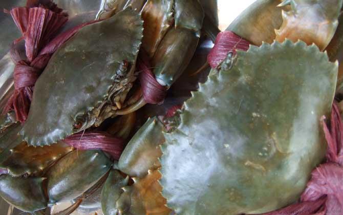 青蟹是什么蟹种