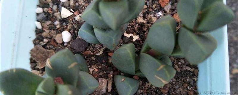 鹿角海棠养多久开花