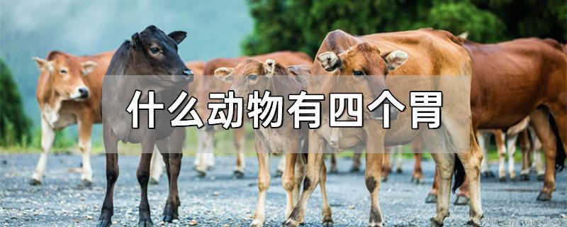 什么动物有四个胃