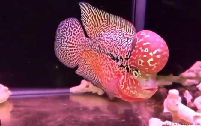金花罗汉鱼是什么鱼