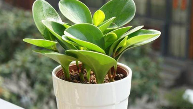 豆瓣绿不长怎么办