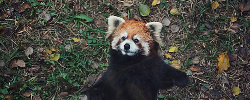 浣熊和小熊猫有什么区别