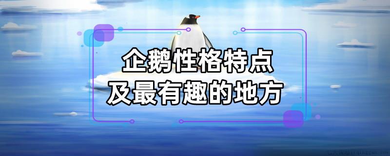 企鹅性格特点及最有趣的地方
