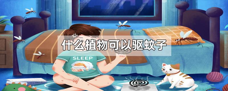 什么植物可以驱蚊子