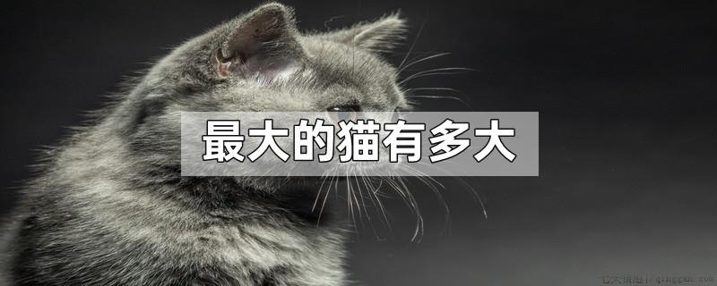 最大的猫有多大