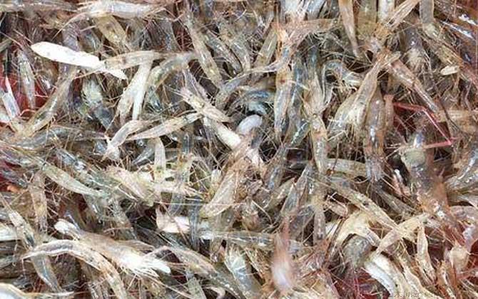 虾怎么处理干净