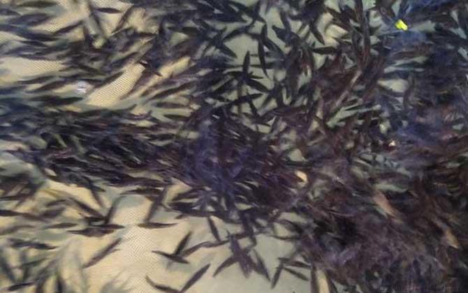 鸭嘴鱼苗价格多少钱一条
