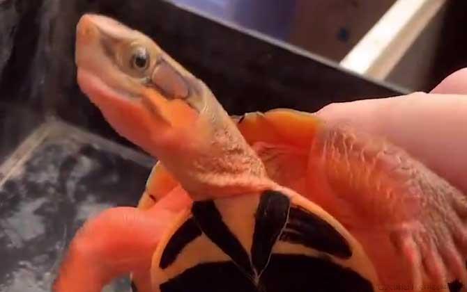 金钱龟吃什么食物