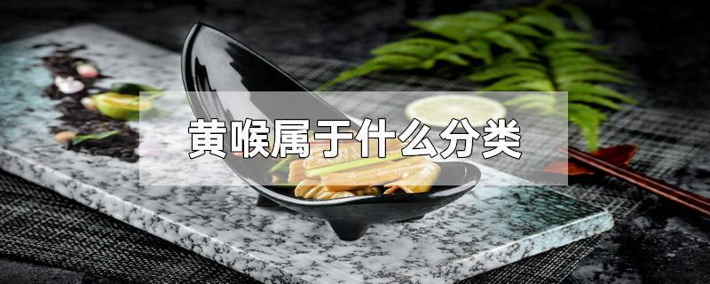 黄喉属于什么分类