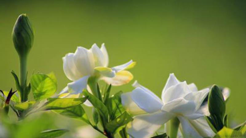 栀子花有毒吗