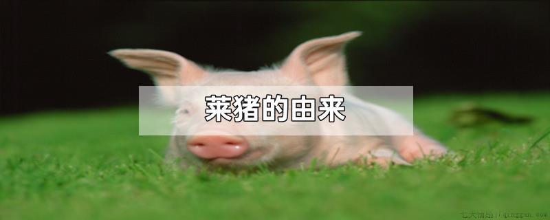 莱猪的由来