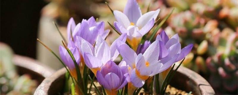 番红花用什么花盆种植